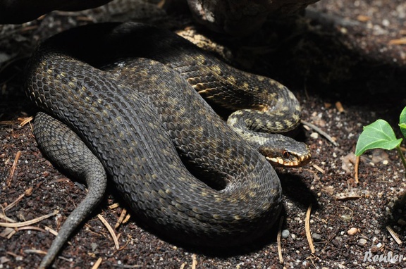 Kreuzotter (Vipera berus)